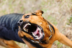 comment se defendre contre un chien agressif solution bombe lacrymoge, shocker, technique de combat